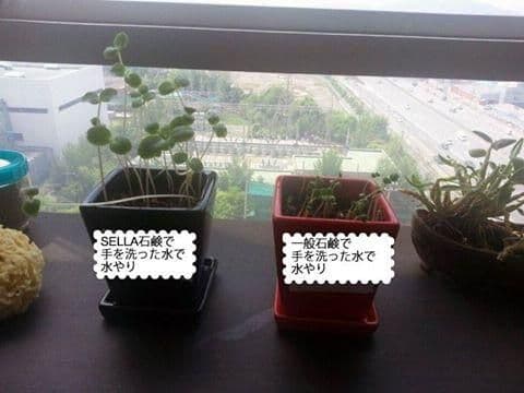天然石鹸と一般石鹸